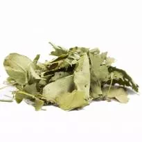Яблоко (лист)